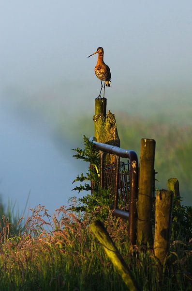 Trödel-Ecke von René Vos