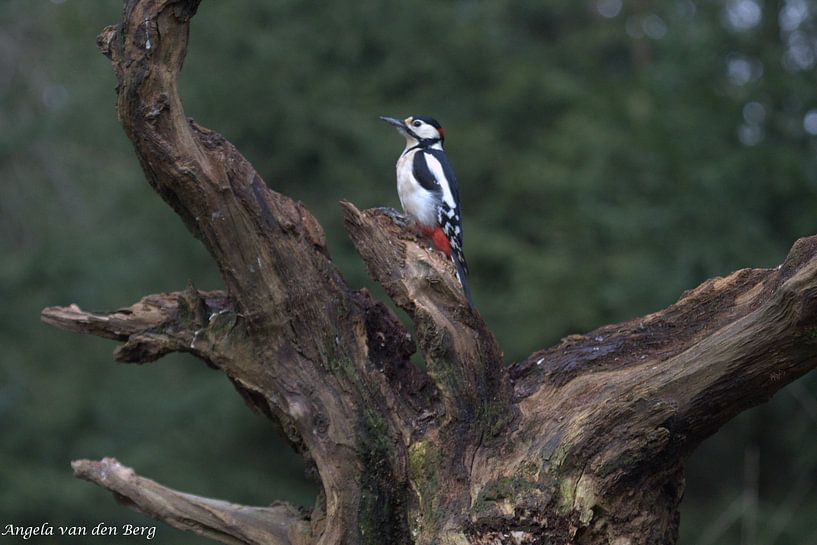 Der Rattenspecht von Angela van den Berg