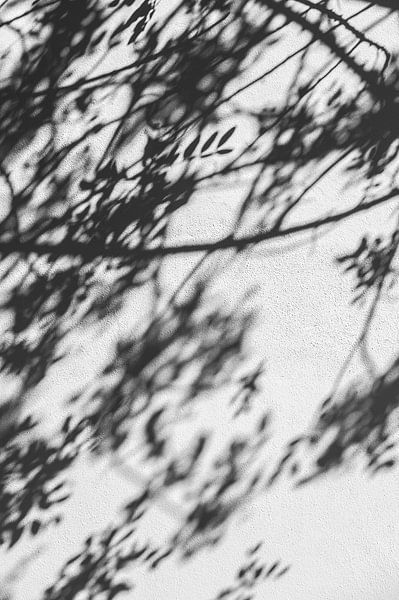 Shadow of plants black and white by Sanne Overeijnder