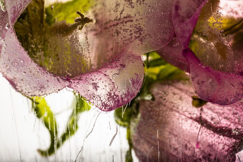 Bellflower in ice 1 by Marc Heiligenstein