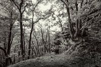 Rockparty mit Bäumen