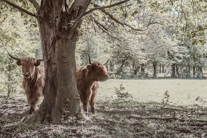 Zwei schottische Highlander unter einem Baum - schönes Foto für einen sonnigen Tag an Ihrer Wand von Elianne van Turennout