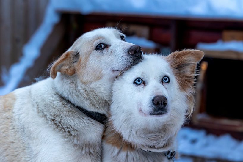 Cuddling Alaskan Huskies in Tromsø by Anouk Kooiman