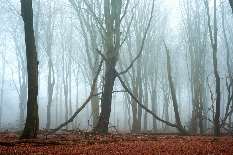 Untouched Speulder- and Sprielderbos forest by Jenco van Zalk