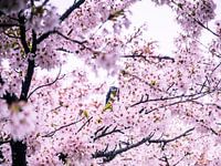 Kohlmeise inmitten der Blüte