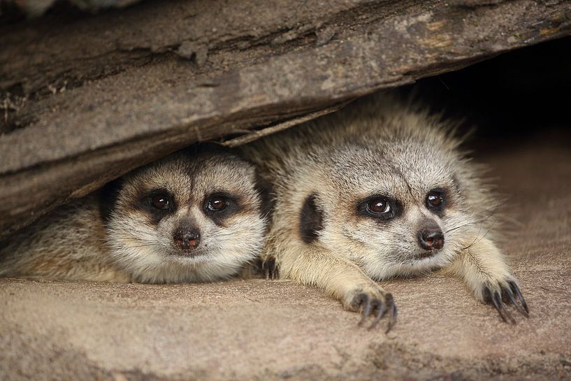 Suricates (Suricata suricatta) par Ronald Pol