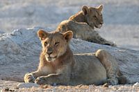 Young lions at waterhole Etosha
