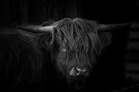 Scottish Highland Cattle