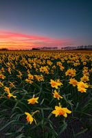 bulb field with daffodils