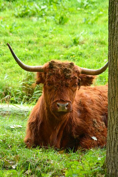 Portrait of a brown Scottish Highlander in the grass by Trinet Uzun