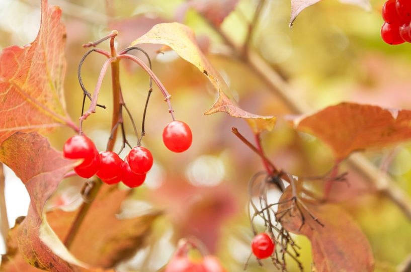 Fall Red by Bente Teertstra