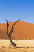 Ewiger Baum im Deadvlei, Namibia