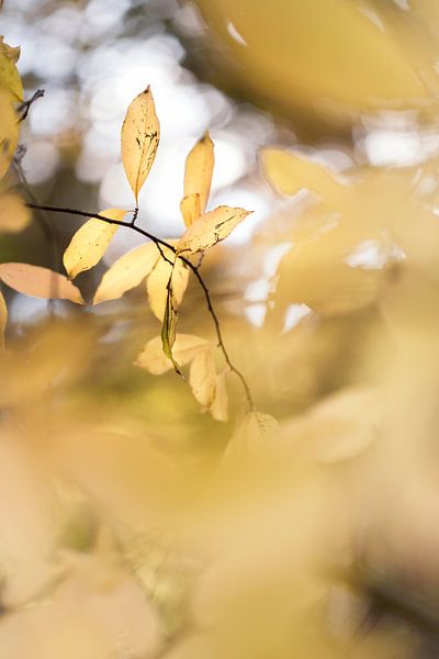 Letting go by Bob Daalder