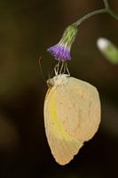 Vlinder (Eurema brigitta) op een bloem