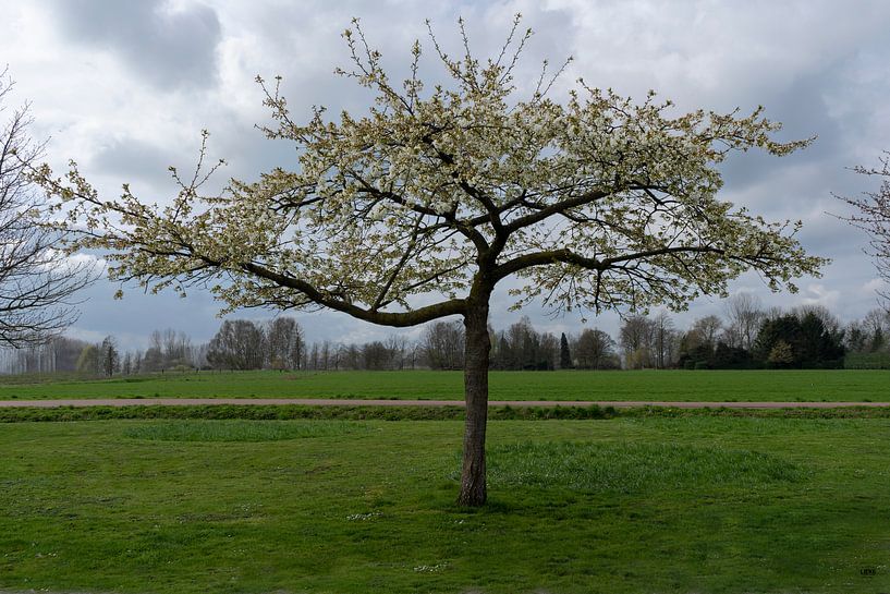 Prunus en pleine floraison par Lieke van Grinsven van Aarle