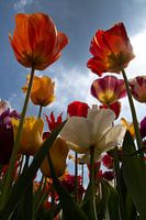 Hollandse Tulpen