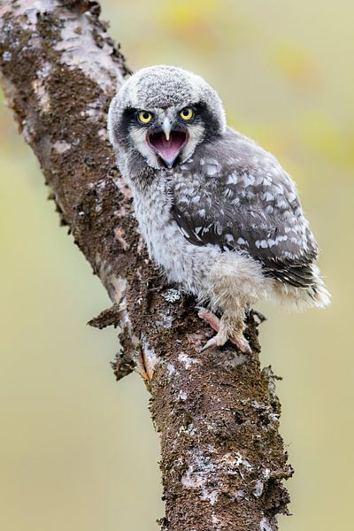 small hungry owl by Daniela Beyer