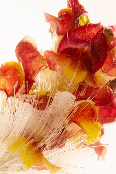 Gueule de loup dans la glace 3 par Marc Heiligenstein