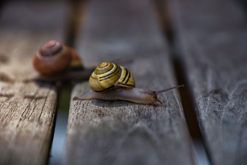 L'escargot par Rudi Everaert