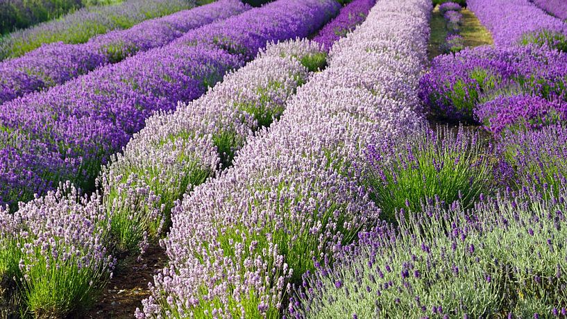 Lavendel in voller Blüte von Babetts Bildergalerie