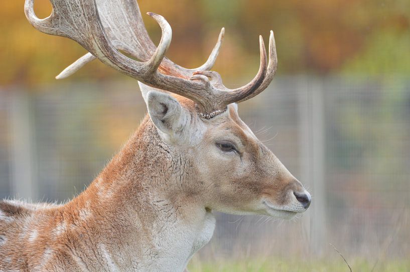 hert in rust ... par Pascal Engelbarts