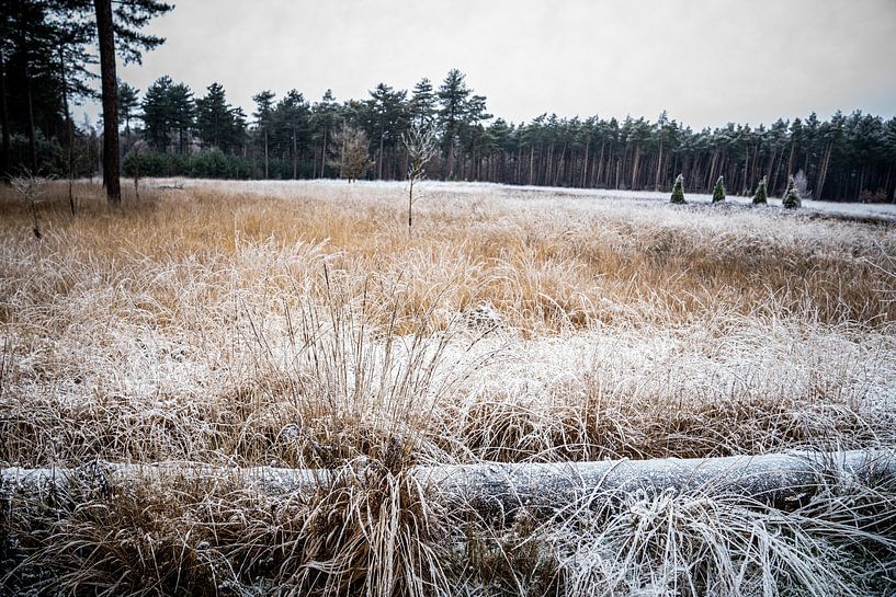 Eisige Graslandschaft, Gras und Wacholder von Diana Kors
