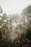 Thai Tropical Tronie: Eine Begegnung mit einem majestätischen Elefanten