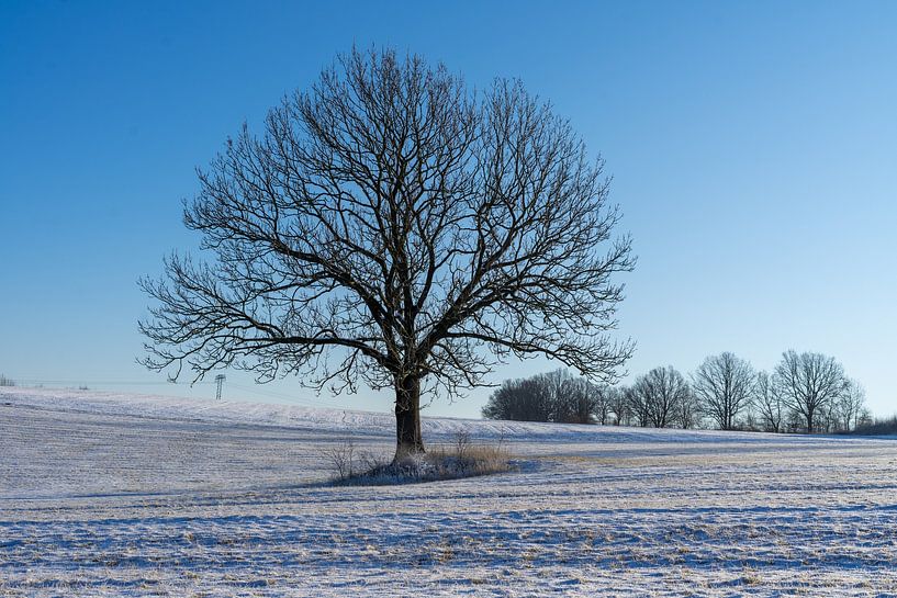 Winter landscape with a lonely tree and blue sky by Animaflora PicsStock