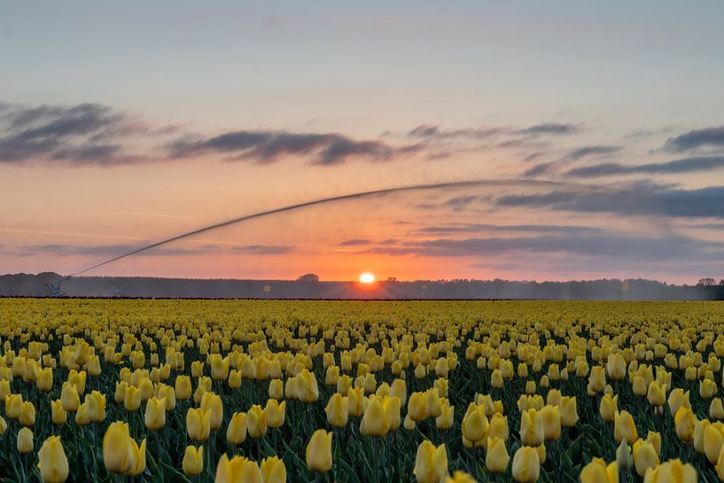 Tulips by Johan Mooibroek
