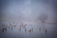 Geese in the fog