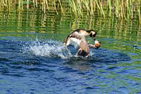 Futen territoriumgevecht