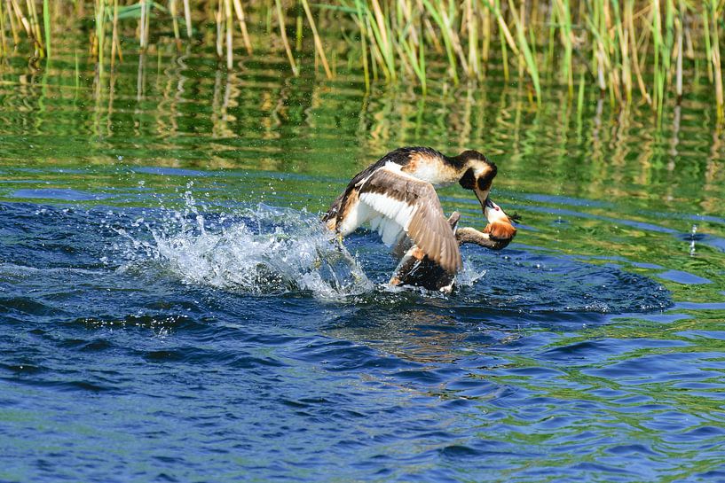 Futen territoriumgevecht von Pieter van Dijk