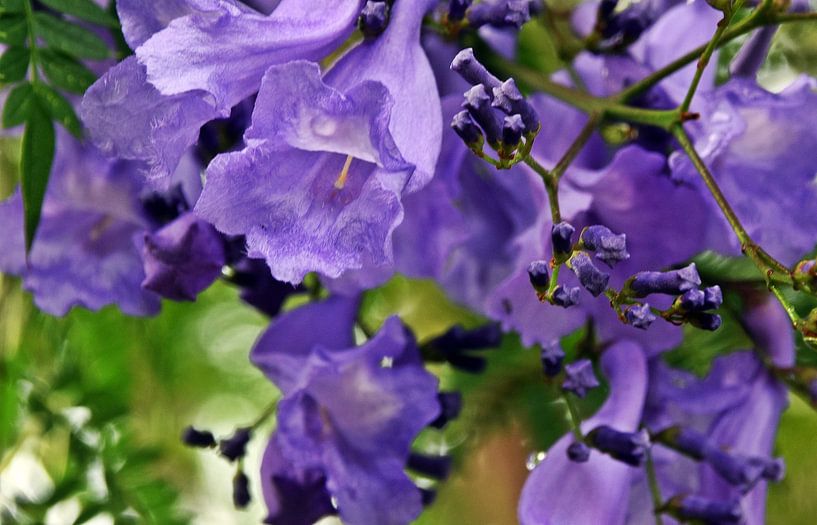 blau-violette Blüten des Jacaranda Baums von Werner Lehmann