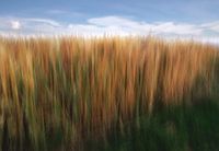 Gewasveld in ICM-technologie