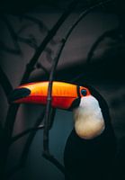 Portrait de toucan