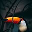 Toucan