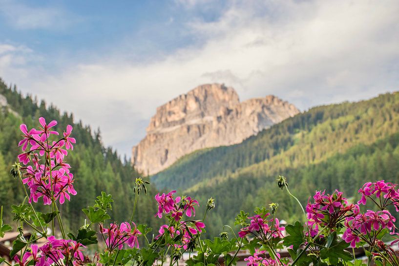 Blumen und Berge in den Dolomiten von Bianca Kramer
