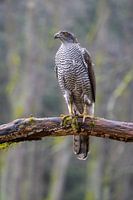 Goshawk on a branch