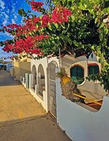Bougainvillea-Blüte und Küstencharme, Armona Island Village Fotografie