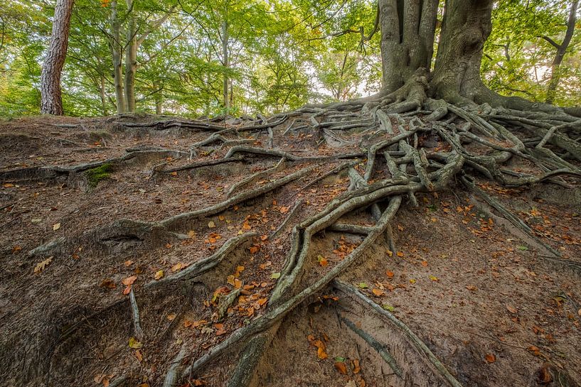 Racines d'arbres au-dessus du sol par Moetwil en van Dijk - Fotografie