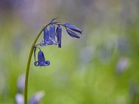 Hyacinthoides non-scripta