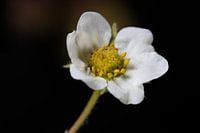 Fleur de fraisier - centre