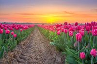 Tulpenveld Egmond