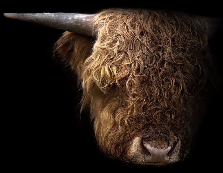 Schottischer Highlander von Karel Ton