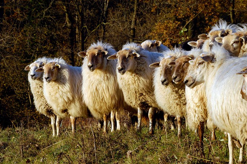Schapen von Wim van der Ende