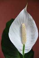 Flower of the spoon plant