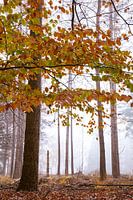 Nebliger Herbstmorgen