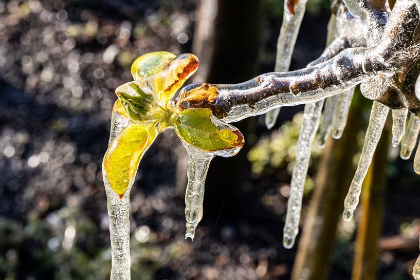 Flower in ice by Marco Linssen