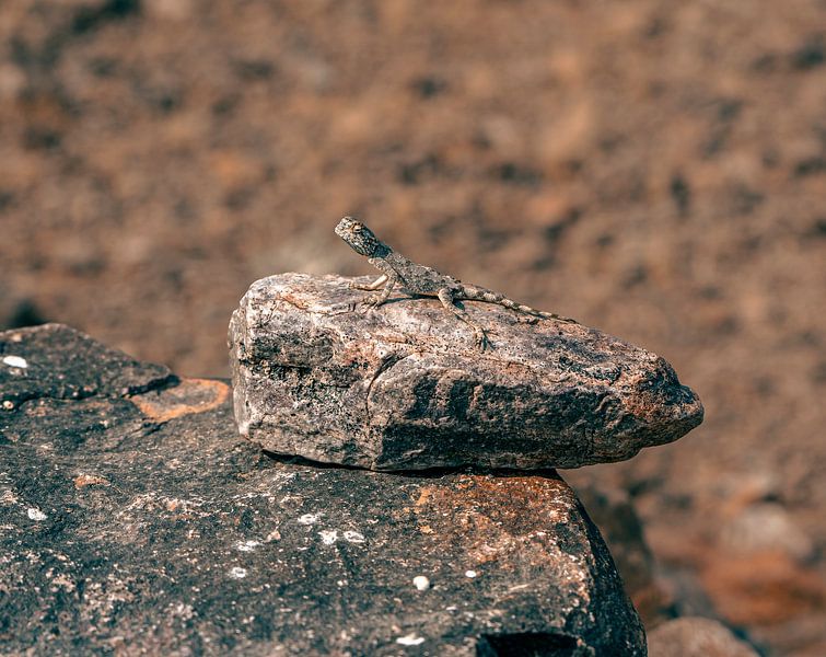 Lézard sur une pierre chaude en Namibie, Afrique par Patrick Groß