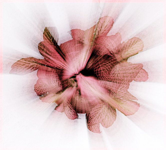 Zoomblur einer Zimmerpflanze mit rosa Blättern von Klik! Images